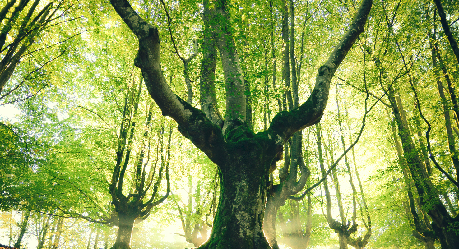 Sürdürülebilir ambalaj